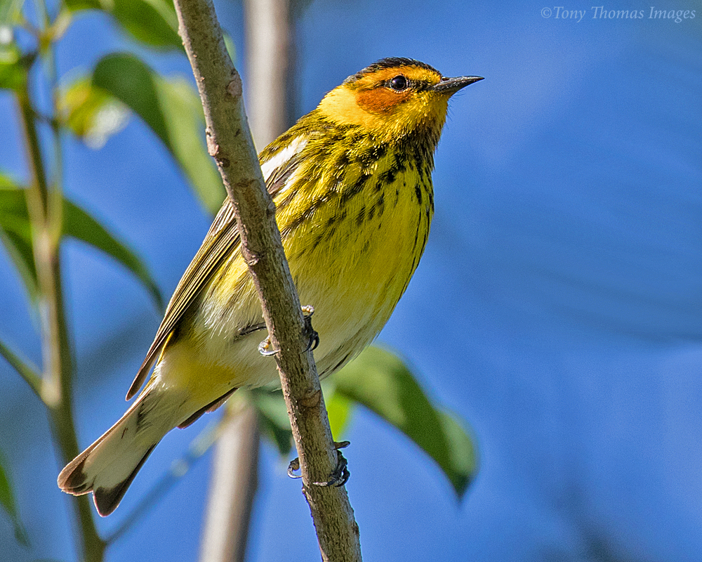 Cape May Warbler spotted in Plantation Florida