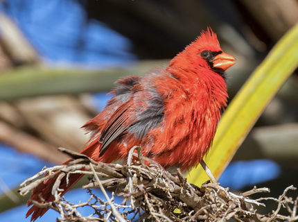 Who Ruffled the Cardinal’s Feathers?