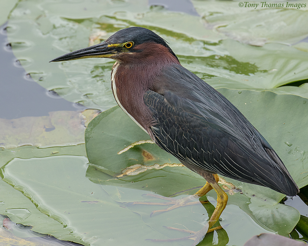 The Green Heron that Wouldn’t Move