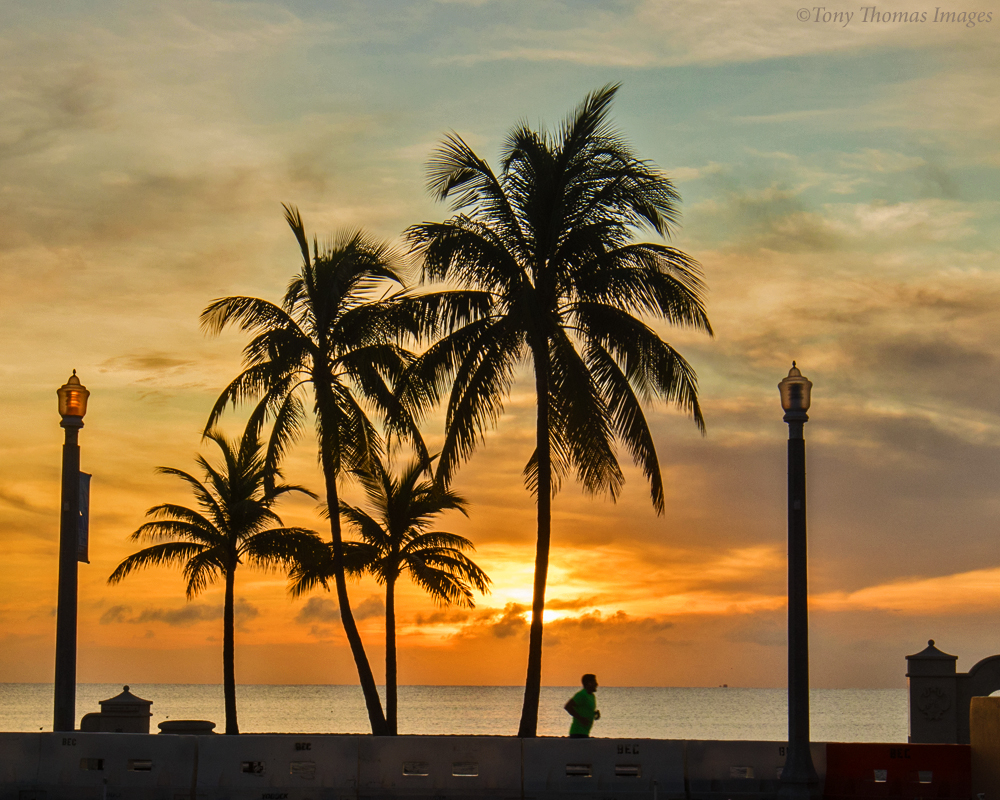 Palm Tree Silhouettes at Sunrise