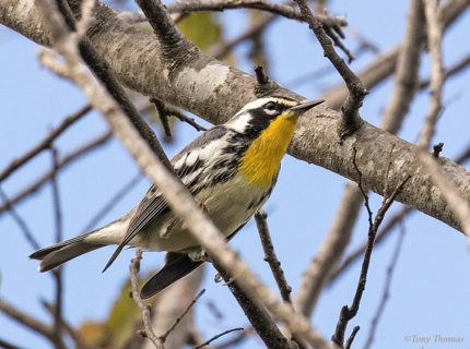 Yellow-throated Warbler in Plantation Florida